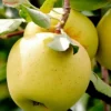 SN FRUIT COLLECTION Apple Trees - Golden Delicious
