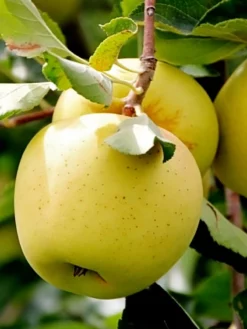 SN FRUIT COLLECTION Apple Trees - Golden Delicious