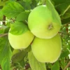SN FRUIT COLLECTION Apple Trees - Granny Smith Improved