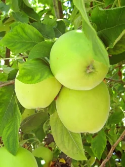 SN FRUIT COLLECTION Apple Trees - Granny Smith Improved