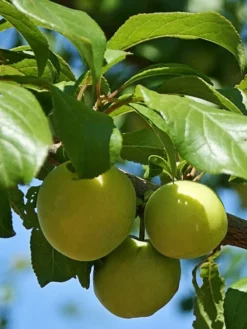 SN FRUIT COLLECTION Plum Trees - Green Gage