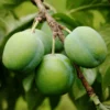 SN FRUIT COLLECTION Plum Trees - Green Gage