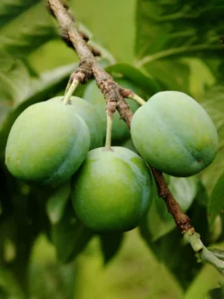 SN FRUIT COLLECTION Plum Trees - Green Gage