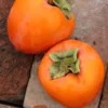 SN Persimmon Trees - Hachiya (Astringent)