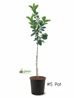 SN Persimmon Trees - Hachiya (Astringent)