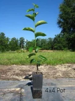 SN Persimmon Trees - Hachiya (Astringent)
