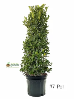 SN EVERGREEN COLLECTION Holly - Oak Leaf™