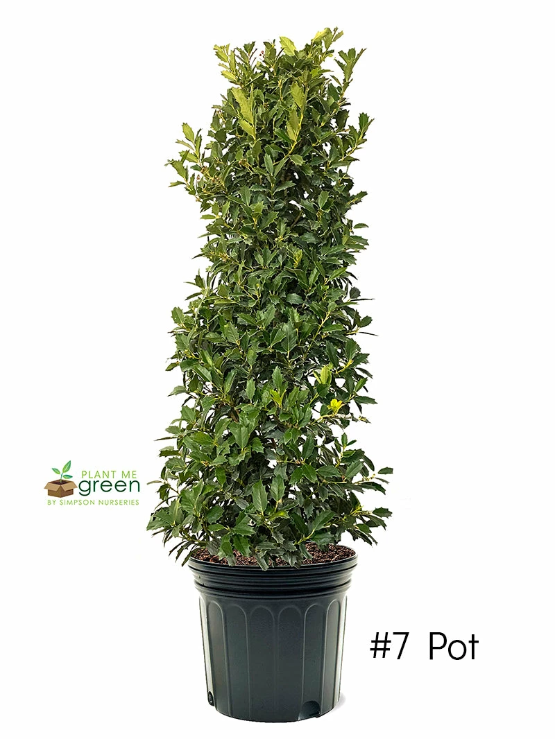 SN EVERGREEN COLLECTION Holly - Oak Leaf™