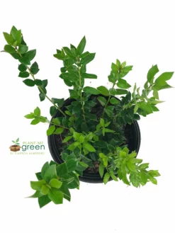 SN EVERGREEN COLLECTION Holly - Needlepoint