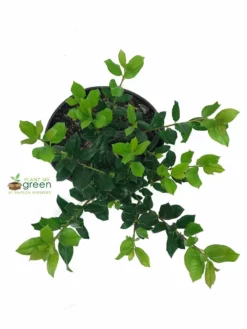 SN EVERGREEN COLLECTION Holly - Nellie R. Stevens