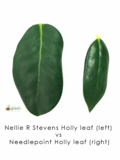 SN EVERGREEN COLLECTION Holly - Nellie R. Stevens