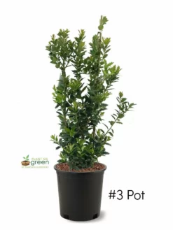 SN EVERGREEN COLLECTION Holly - Oak Leaf™