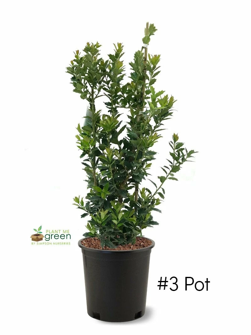 SN EVERGREEN COLLECTION Holly - Oak Leaf™