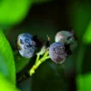 SN Blueberry - Home Bell (Rabbit Eye) Blueberries
