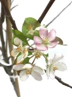 SN FRUIT COLLECTION Apple Trees - Golden Delicious