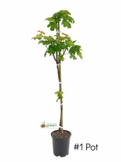 Plant Me Green SHADE COLLECTION Maple - Sugar