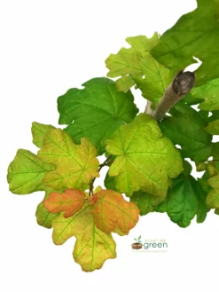 Plant Me Green SHADE COLLECTION Maple - Sugar