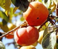 SN Persimmon Trees - Ichi Ki Kei Jiro (Non-Astringent) FRUIT COLLECTION