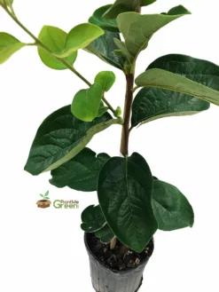 SN Persimmon Trees - Ichi Ki Kei Jiro (Non-Astringent) FRUIT COLLECTION