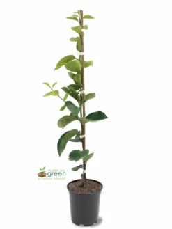 SN Persimmon Trees - Ichi Ki Kei Jiro (Non-Astringent) FRUIT COLLECTION