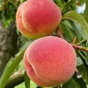 SN Peach Trees - Intrepid FRUIT COLLECTION