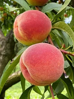 SN Peach Trees - Intrepid FRUIT COLLECTION