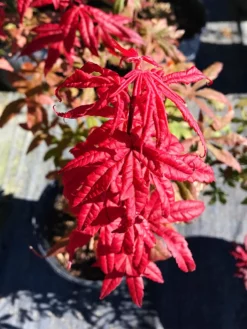 SN SHADE COLLECTION Maple - Japanese Red