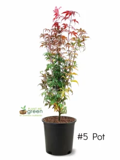 SN SHADE COLLECTION Maple - Japanese Red