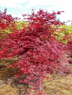 SN Maple - Japanese Emperor One