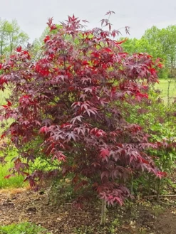 SN Maple - Japanese Emperor One