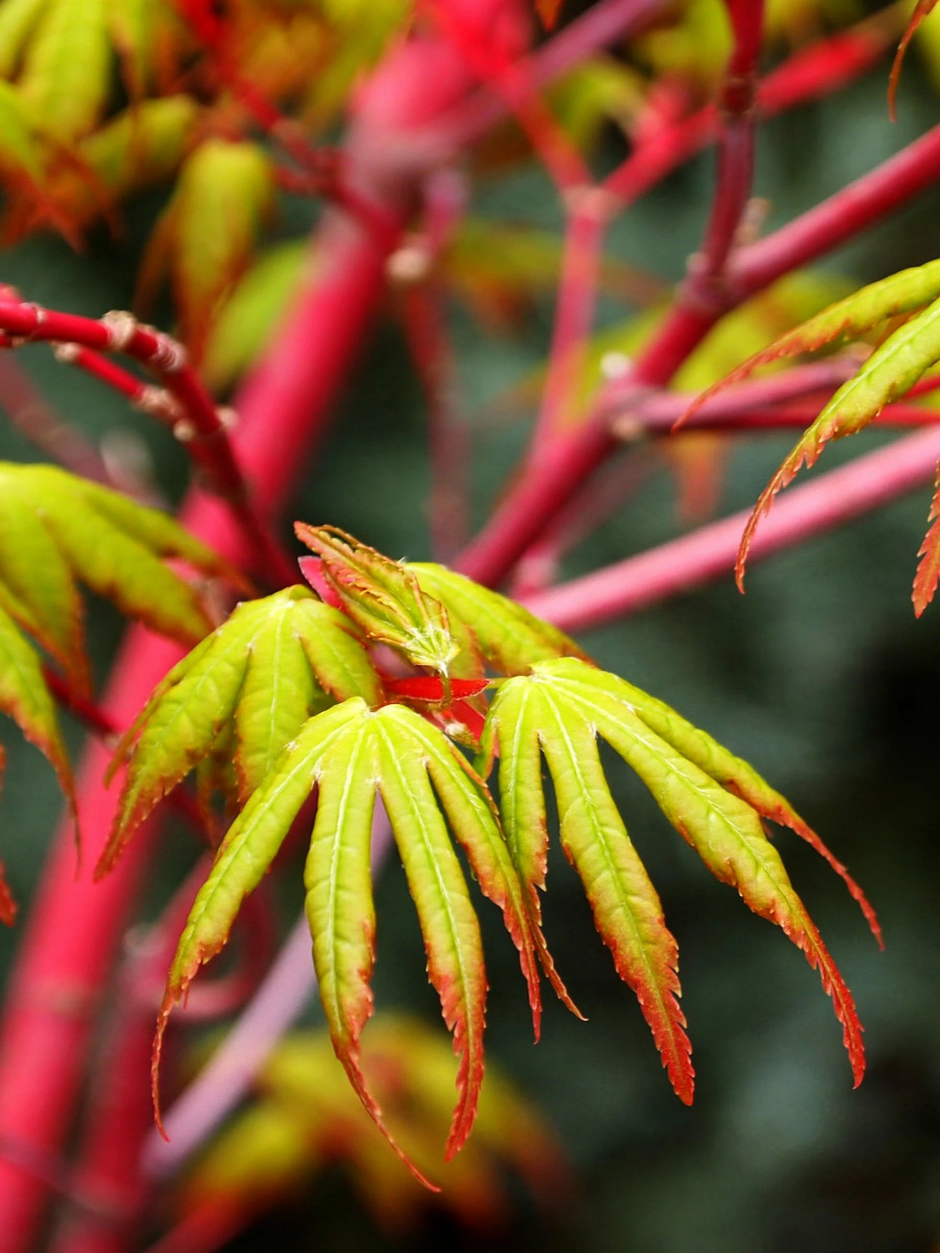 SN SHADE COLLECTION Maple - Japanese Sango Kaku