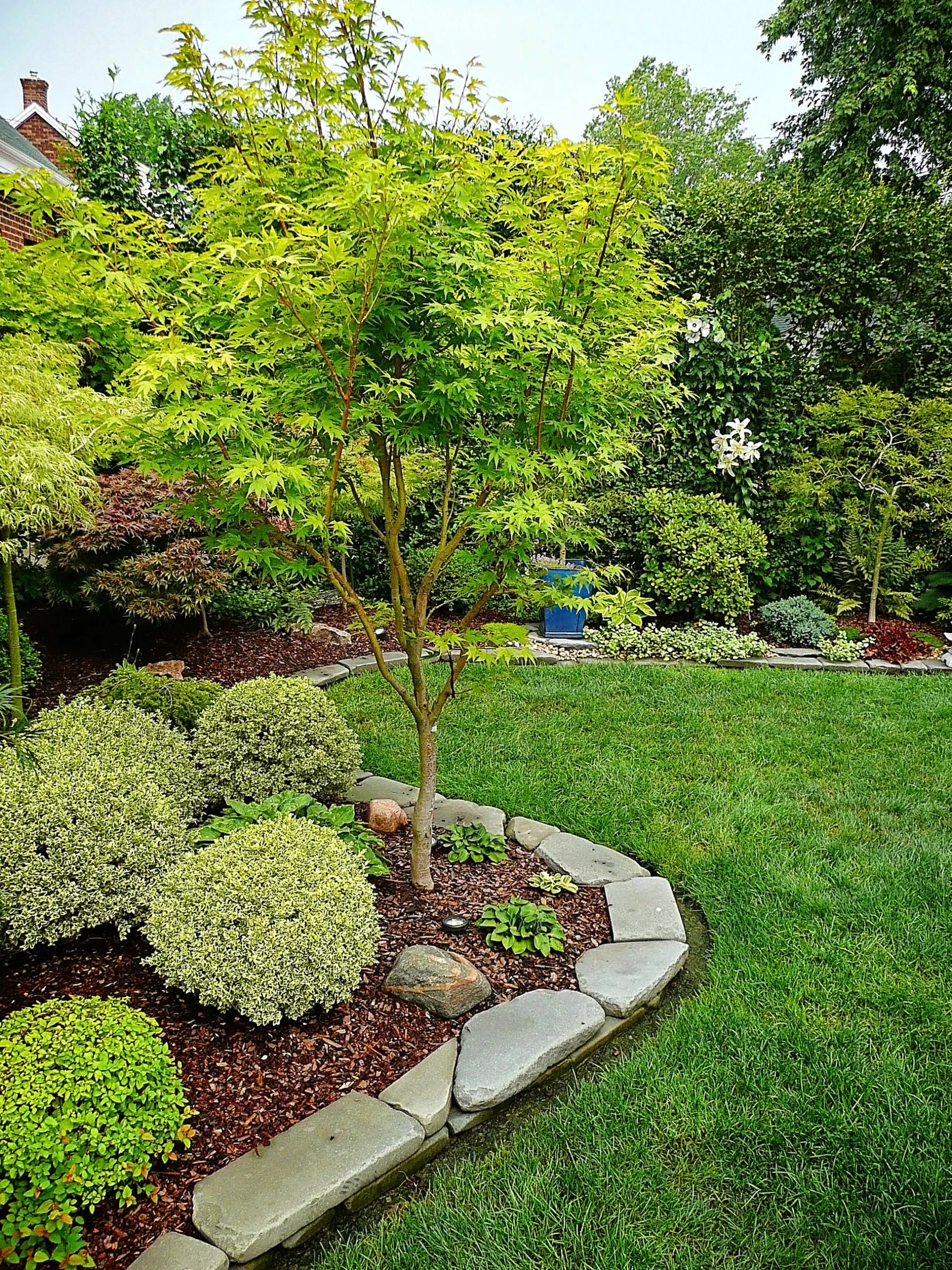 SN SHADE COLLECTION Maple - Japanese Sango Kaku