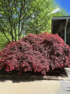 SN SHADE COLLECTION Maple - Japanese Tamukeyama