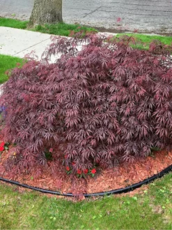 SN SHADE COLLECTION Maple - Japanese Tamukeyama