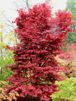 SN Maple - Japanese Twombly's Red Sentinel