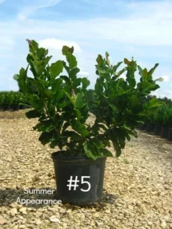 SN Magnolia - Ann (Japanese)