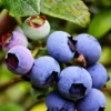 SN Blueberries Blueberry - Jersey (Northern Highbush)