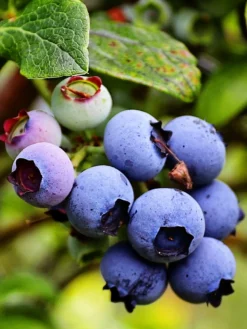 SN Blueberries Blueberry - Jersey (Northern Highbush)