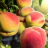 SN Peach Trees - July Prince