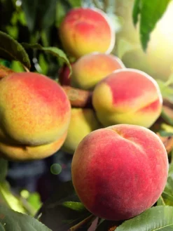 SN Peach Trees - July Prince