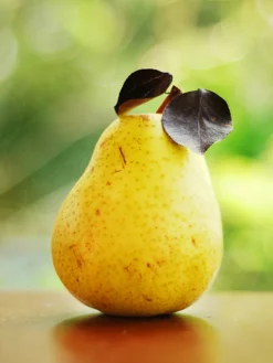 SN FRUIT COLLECTION Pear Trees - Kieffer