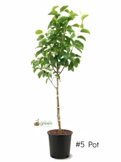 SN FRUIT COLLECTION Pear Trees - Kikusui