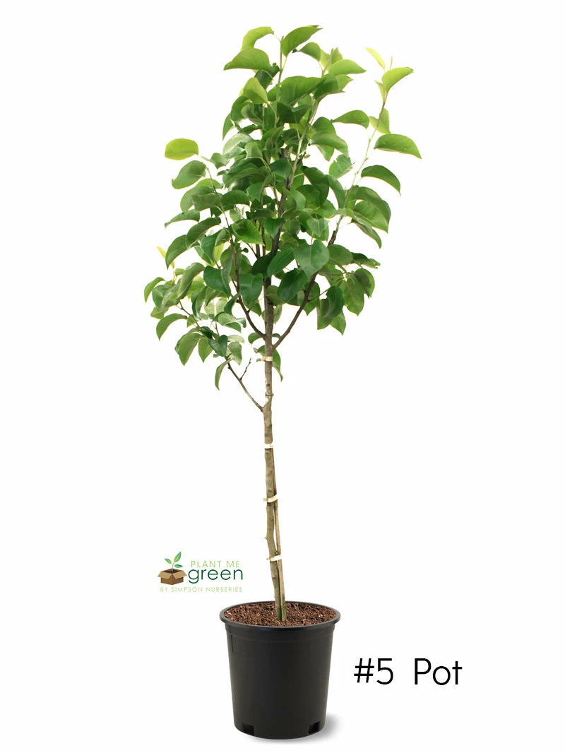 SN FRUIT COLLECTION Pear Trees - Kikusui