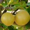 SN FRUIT COLLECTION Pear Trees - Kikusui