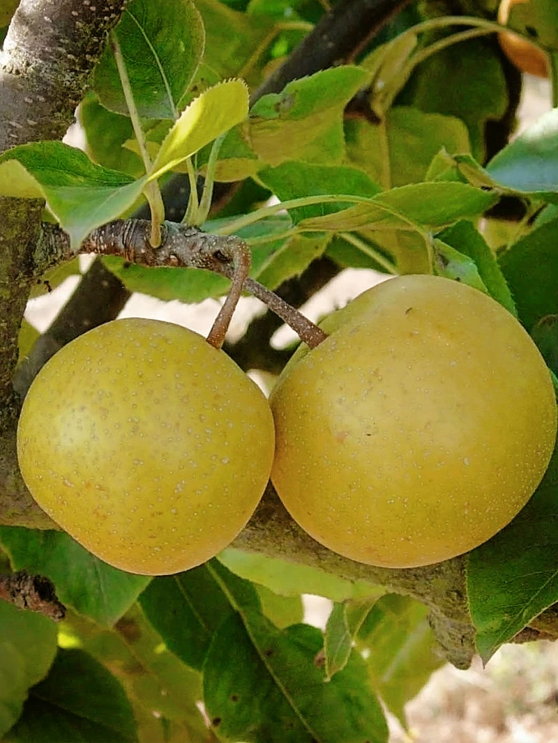 SN FRUIT COLLECTION Pear Trees - Kikusui