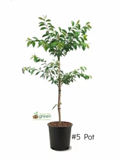 SN Cherry - Kwanzan (Flowering) FLOWERING COLLECTION