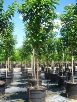 SN Cherry - Kwanzan (Flowering) FLOWERING COLLECTION