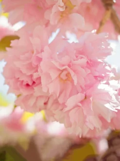 SN Cherry - Kwanzan (Flowering) FLOWERING COLLECTION