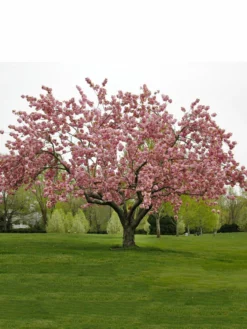 SN Cherry - Kwanzan (Flowering) FLOWERING COLLECTION