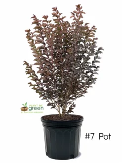 SN FLOWERING COLLECTION Crape Myrtle - Black Diamond Lavender Lace